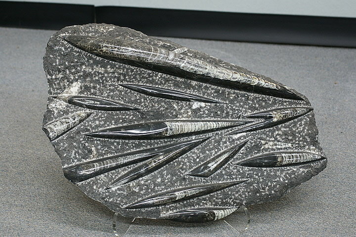 オルソセラス(直角石)の化石のまわりを削り、レリーフ状に浮き上がらせた後、磨き処理を施したものです。お値段も大変お手頃です。 43×32×6cm　