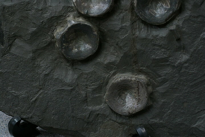 �������������륹�ǹ����С��ɥ��Ļ�