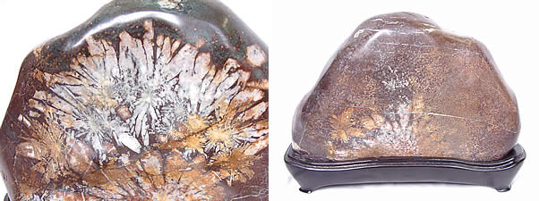 根尾谷菊花石　岐阜県根尾谷産