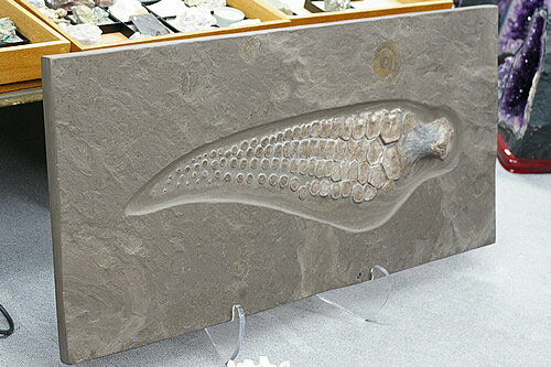 世界的な化石産地ドイツ・ホルツマーデン産のイクチオサウルスの前ビレ化石です。前ビレの大きさからこのイクチオサウルスは体長が8〜10メートルという大変な大型の個体であったと考えられます。 前ビレのみの化石ですが、これほど大型の前ビレ化石自体が...