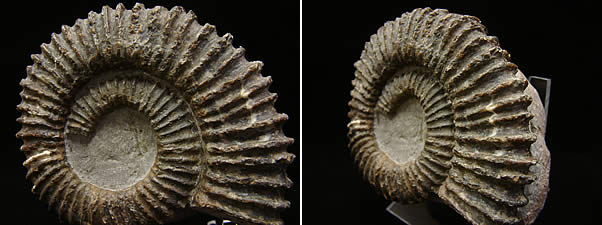 �����ʥ���(�ɥ��Ļ�)