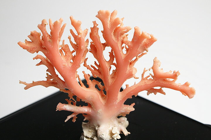 超貴重 ピンク珊瑚原木　ハワイ沖産