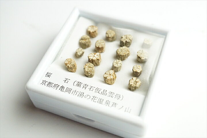 桜石 京都府亀岡市産 天然記念物指定