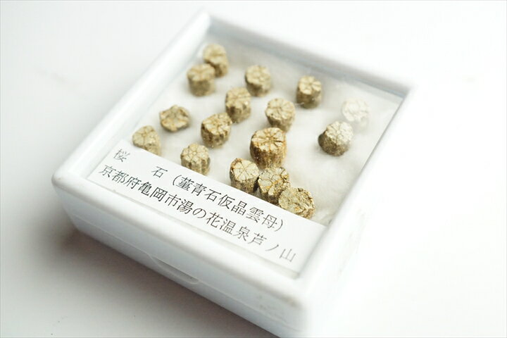 桜石 京都府亀岡市産 天然記念物指定