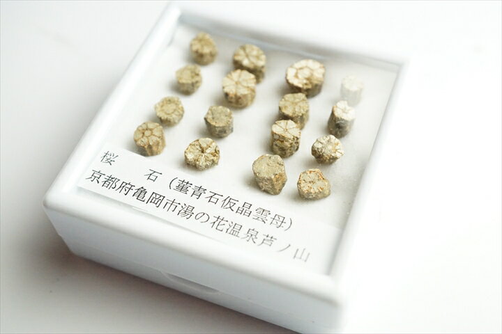 桜石 京都府亀岡市産 天然記念物指定