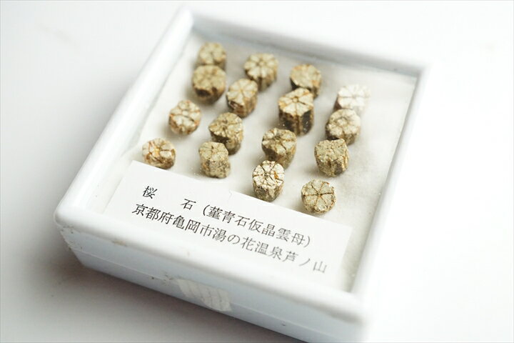 桜石 京都府亀岡市産 天然記念物指定