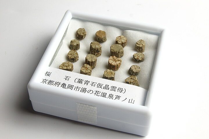 桜石 京都府亀岡市産 天然記念物指定