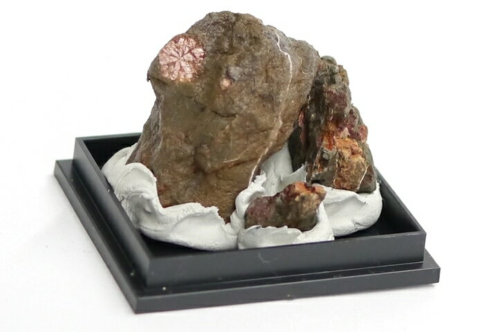 桜石 母岩付き 京都府亀岡市産　天然記念物指定