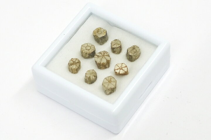 桜石 京都府亀岡市産　天然記念物指定