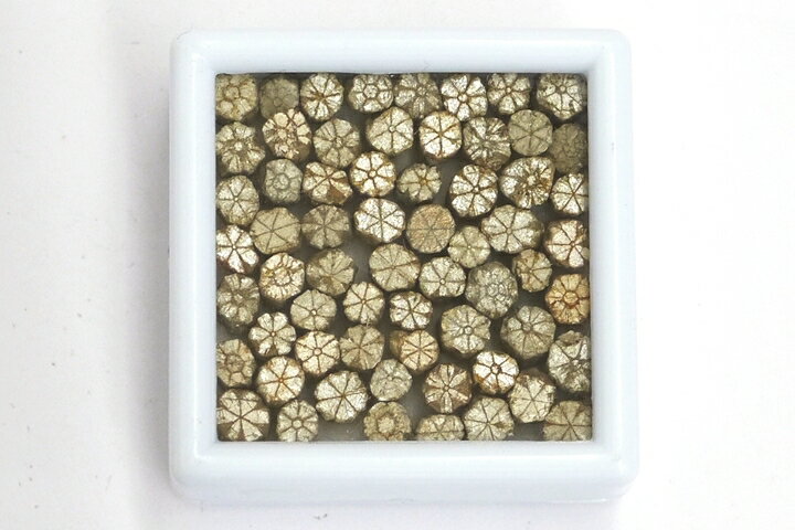 桜石 京都府亀岡市産 天然記念物指定