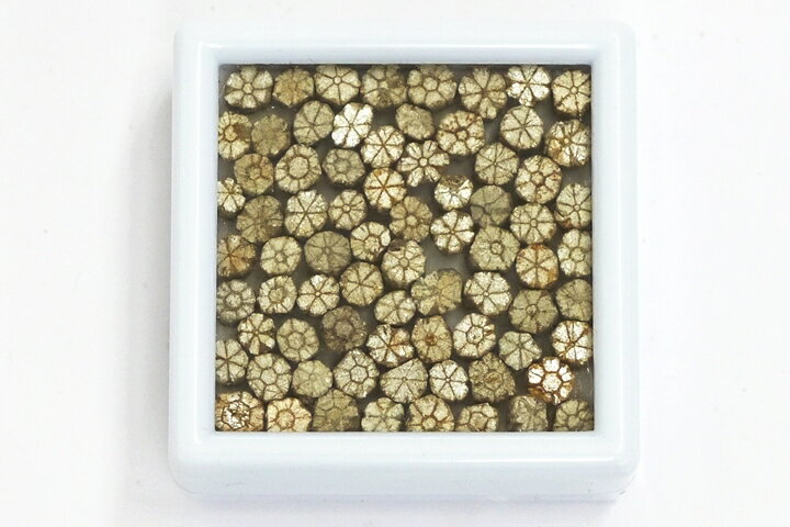 桜石 京都府亀岡市産 天然記念物指定