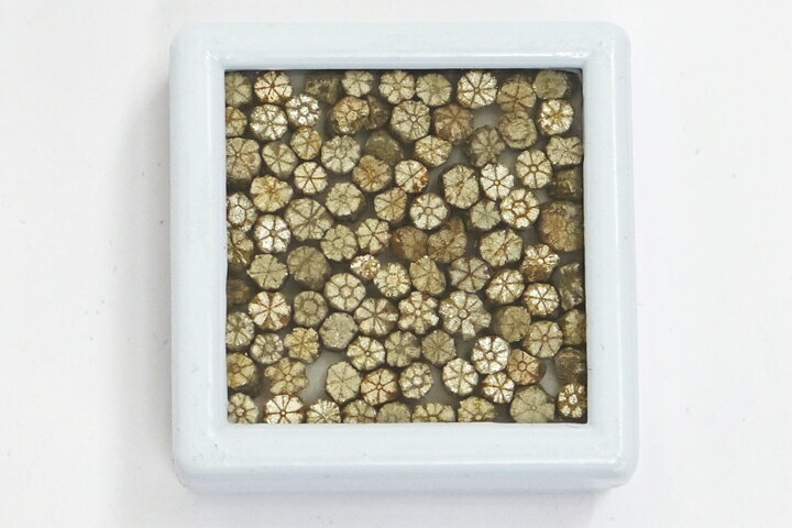 ケースサイズ　4cm四方 菫青石の双晶が雲母化した石です。柱状で産出されますが、どこを折っても桜のような花弁模様が出ます。　ケース入り 京都府亀岡市産　