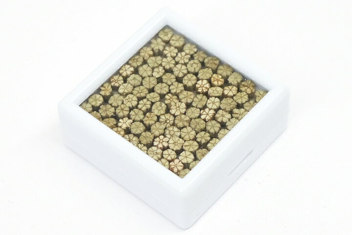 桜石 京都府亀岡市産　天然記念物指定