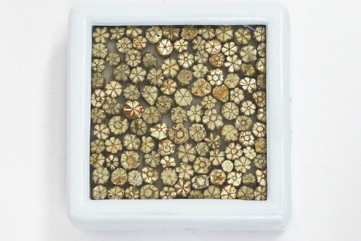 桜石 京都府亀岡市産 天然記念物指定