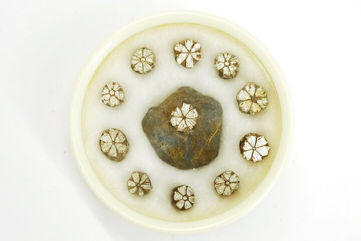 桜石 京都府亀岡市産 天然記念物指定