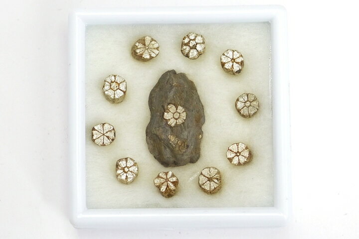 桜石 京都府亀岡市産 天然記念物指定