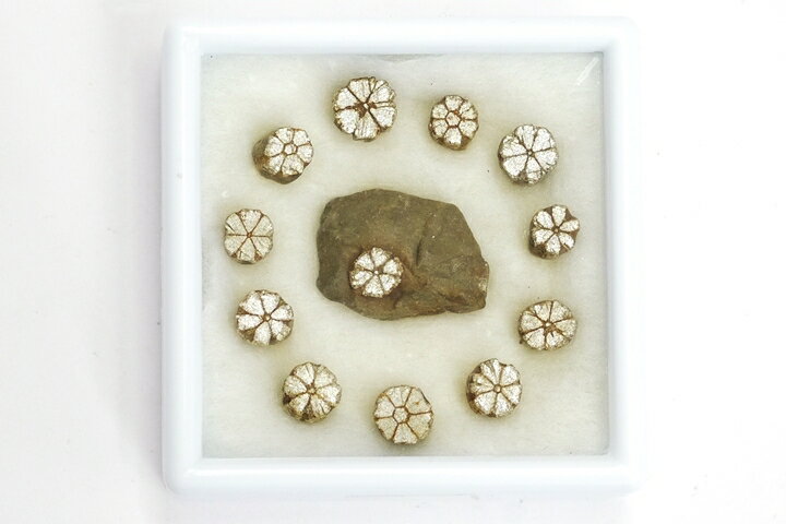 桜石 京都府亀岡市産 天然記念物指定