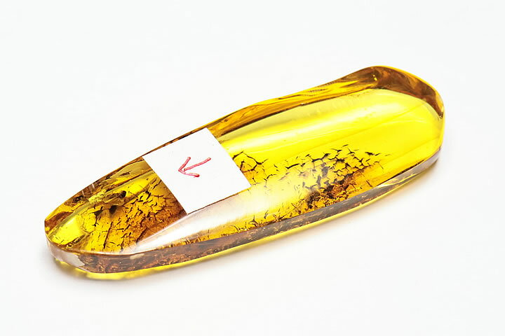 虫入り琥珀(コハク)ドミニカ産