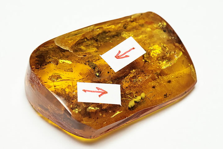 虫入り琥珀(コハク)ドミニカ産