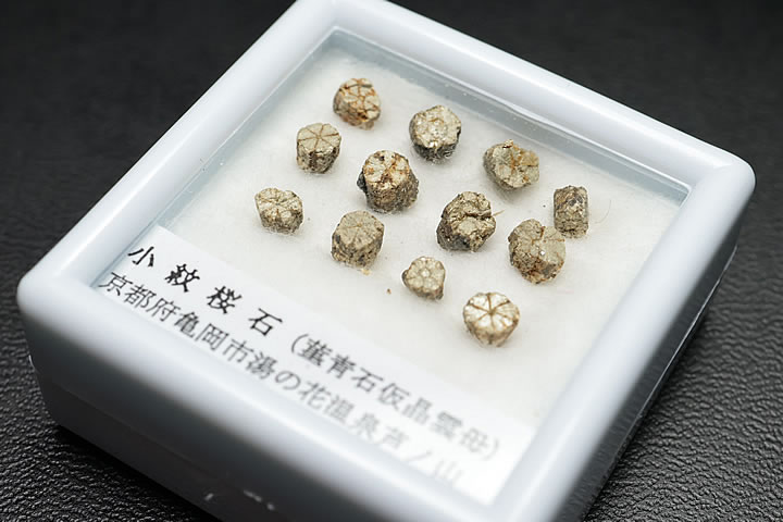 小紋桜石 ケース入り 京都府亀岡市産 天然記念物指定