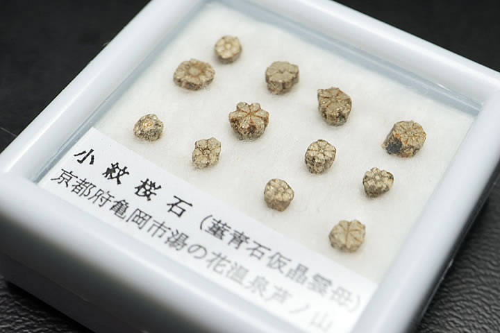小紋桜石 ケース入り 京都府亀岡市産 天然記念物指定