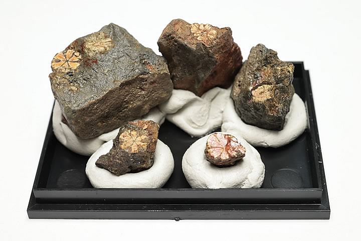 桜石 ケース入り 京都府亀岡市産 天然記念物指定