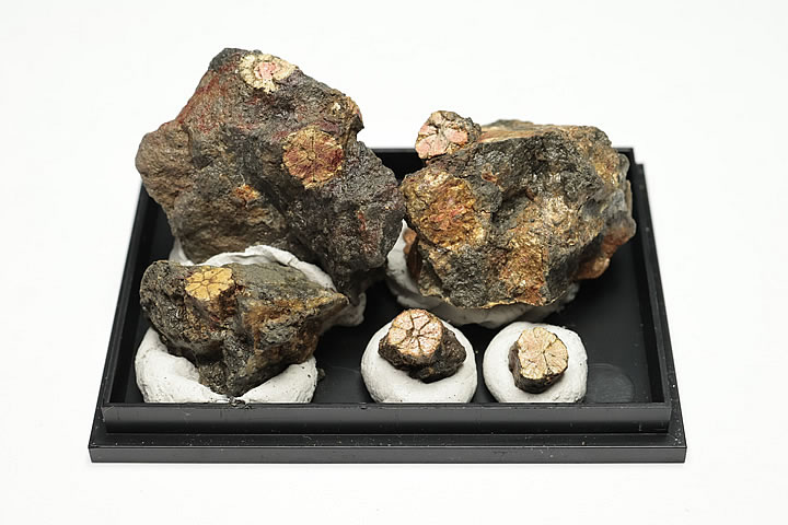 桜石 ケース入り 京都府亀岡市産 天然記念物指定