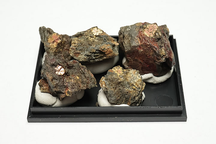 桜石 ケース入り 京都府亀岡市産 天然記念物指定