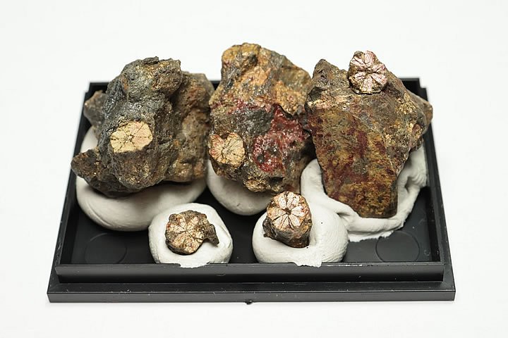 桜石 ケース入り 京都府亀岡市産 天然記念物指定