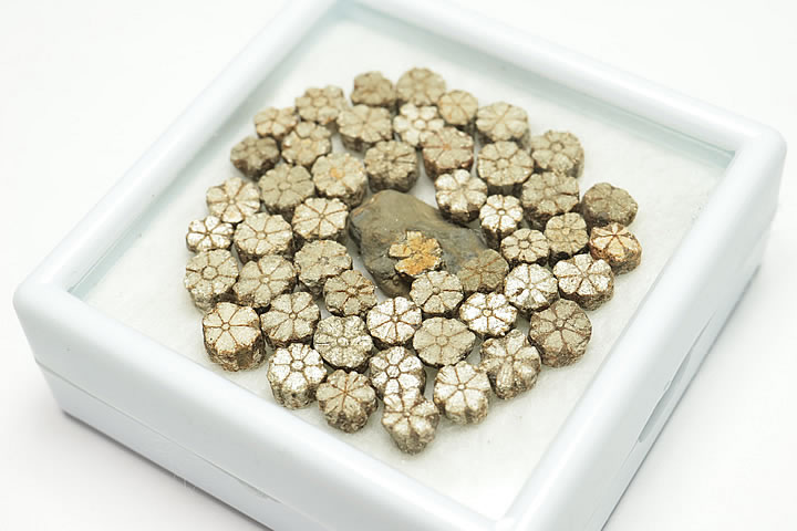 桜石 ケース入り 京都府亀岡市産 天然記念物指定