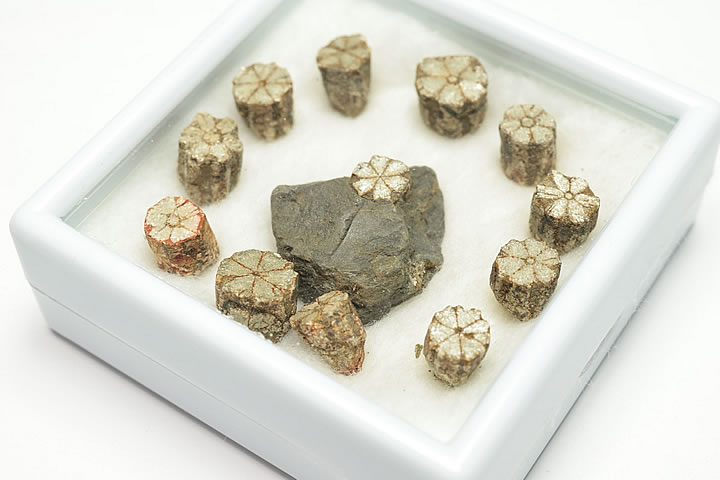 桜石 ケース入り 京都府亀岡市産 天然記念物指定