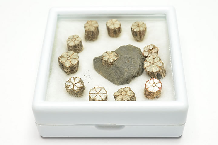 桜石 ケース入り 京都府亀岡市産 天然記念物指定