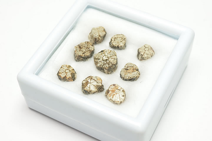 桜石 ケース入り 京都府亀岡市産 天然記念物指定