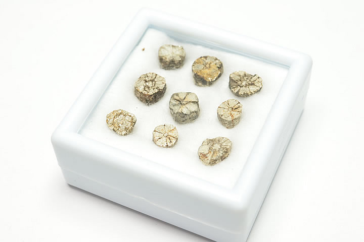 桜石 ケース入り 京都府亀岡市産 天然記念物指定