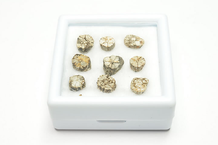 桜石 ケース入り 京都府亀岡市産 天然記念物指定