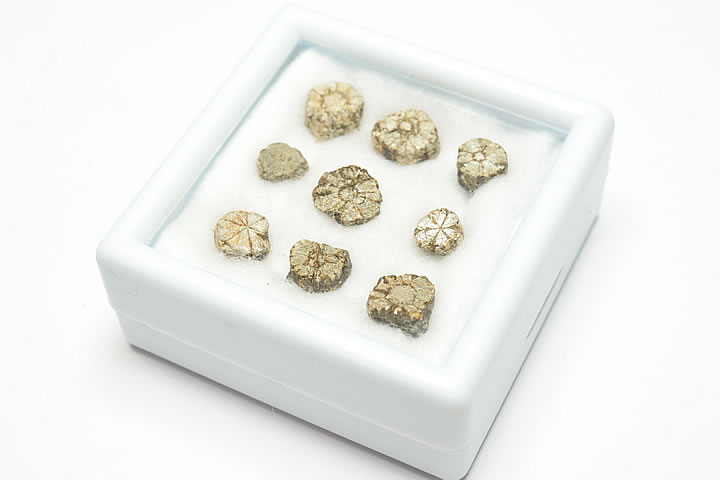 Rakuten - 桜石 ケース入り 京都府亀岡市産 天然記念物指定