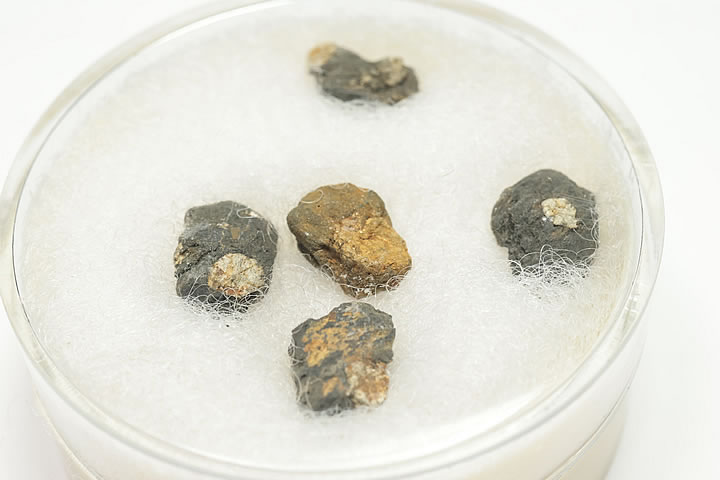 桜石 ケース入り 京都府亀岡市産 天然記念物指定