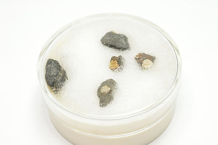 桜石 ケース入り 京都府亀岡市産 天然記念物指定