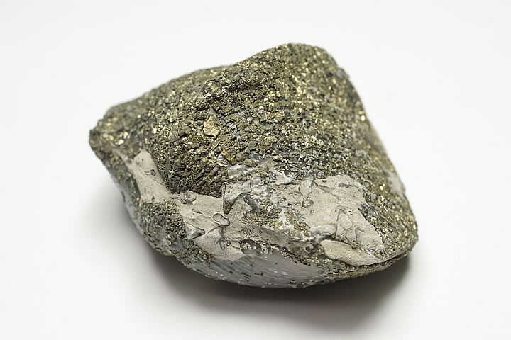 パイライト化パラスピリファー化石 Paraspirifer オハイオ州産