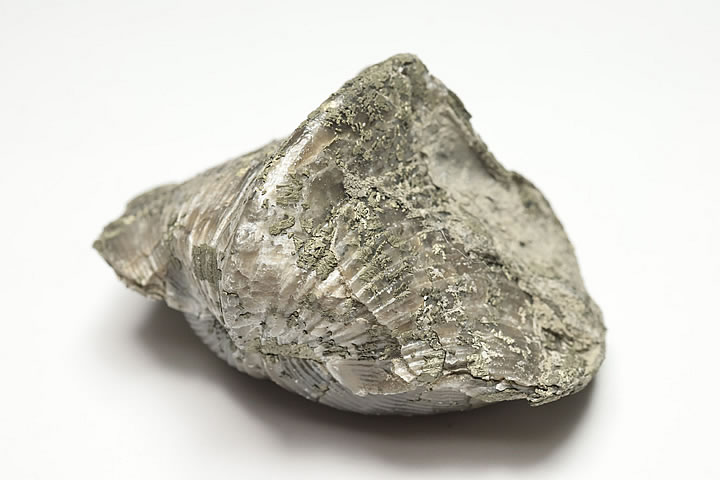 6.2×4.6×3.7cm 96g　 パイライト化したデボン紀のパラスピリファー化石です。 表面がパイライトに覆われたオハイオ産の名物化石です。 パラスピリファーは一見二枚貝に見えますが腕足動物に分類されます。 学名:Paraspirife...