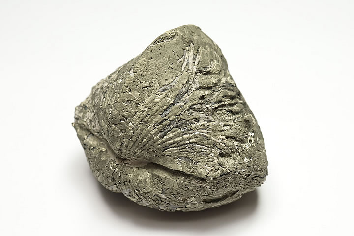 5.6×4.6×4.4cm 124g　 パイライト化したデボン紀のパラスピリファー化石です。 表面がパイライトに覆われたオハイオ産の名物化石です。 パラスピリファーは一見二枚貝に見えますが腕足動物に分類されます。 学名:Paraspirif...