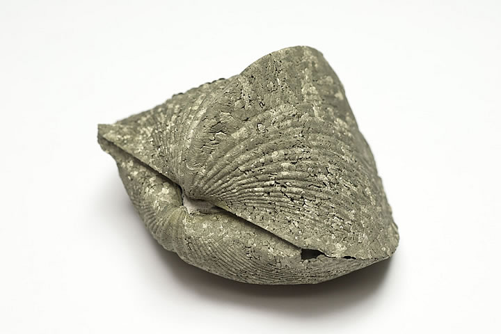 5.2×3.8×3.3cm 73g　 パイライト化したデボン紀のパラスピリファー化石です。 表面がパイライトに覆われたオハイオ産の名物化石です。 パラスピリファーは一見二枚貝に見えますが腕足動物に分類されます。 学名:Paraspirifer Bownockeri　 産地:Silica Formation, Lucas Co., Ohio　