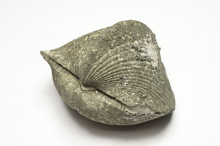 5.1×3.8×3.4cm 103g　 パイライト化したデボン紀のパラスピリファー化石です。 表面がパイライトに覆われたオハイオ産の名物化石です。 パラスピリファーは一見二枚貝に見えますが腕足動物に分類されます。 学名:Paraspirif...