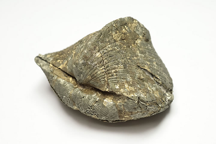 5.7×3.9×3.4cm 96g　 パイライト化したデボン紀のパラスピリファー化石です。 表面がパイライトに覆われたオハイオ産の名物化石です。 パラスピリファーは一見二枚貝に見えますが腕足動物に分類されます。 学名:Paraspirifer Bownockeri　 産地:Silica Formation, Lucas Co., Ohio　