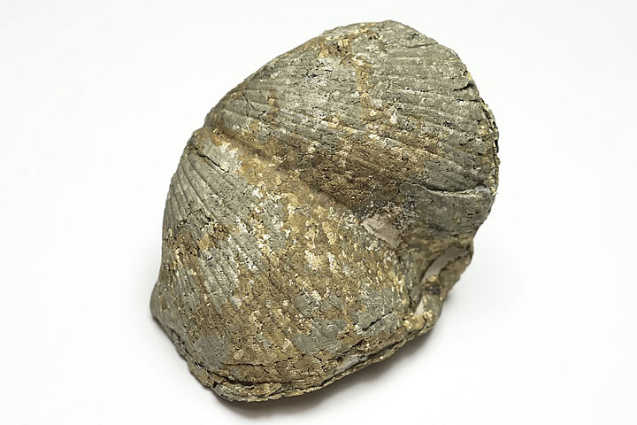 �ѥ��饤�Ȳ��ѥ饹�ԥ�ե������� Paraspirifer ���ϥ�������