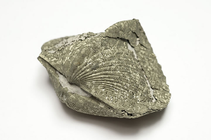 5.4×3.8×2.8cm 72g　 パイライト化したデボン紀のパラスピリファー化石です。 表面がパイライトに覆われたオハイオ産の名物化石です。 パラスピリファーは一見二枚貝に見えますが腕足動物に分類されます。 学名:Paraspirife...