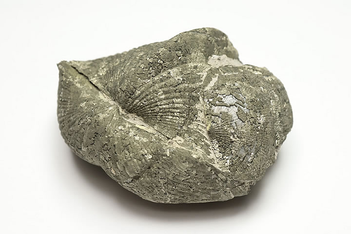 5.5×3.5×3.3cm 84g　 パイライト化したデボン紀のパラスピリファー化石です。 表面がパイライトに覆われたオハイオ産の名物化石です。 パラスピリファーは一見二枚貝に見えますが腕足動物に分類されます。 学名:Paraspirife...