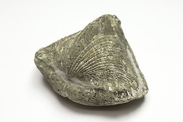 5.9×4.3×3.8cm 108g　 パイライト化したデボン紀のパラスピリファー化石です。 表面がパイライトに覆われたオハイオ産の名物化石です。 パラスピリファーは一見二枚貝に見えますが腕足動物に分類されます。 学名:Paraspirifer Bownockeri　 産地:Silica Formation, Lucas Co., Ohio　