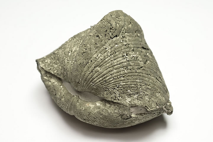 6.2×4.4×4.5cm 169g　 パイライト化したデボン紀のパラスピリファー化石です。 表面がパイライトに覆われたオハイオ産の名物化石です。 パラスピリファーは一見二枚貝に見えますが腕足動物に分類されます。 学名:Paraspirif...