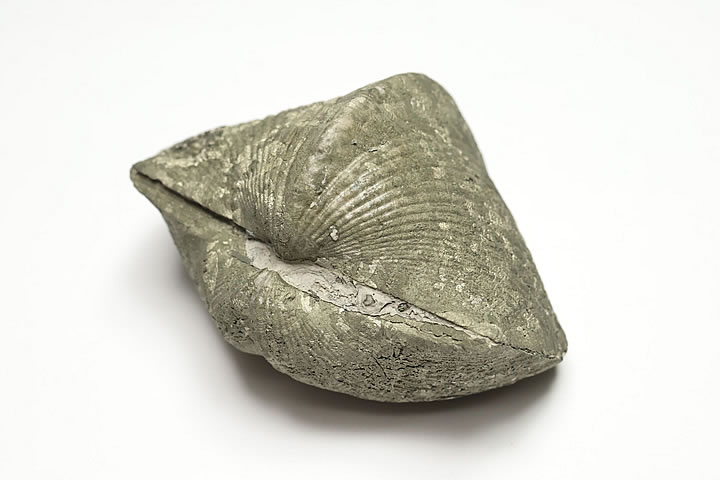 パイライト化パラスピリファー化石 Paraspirifer オハイオ州産